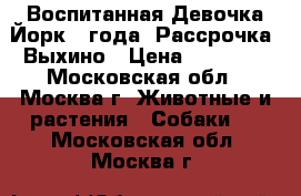 Воспитанная Девочка Йорк .3года. Рассрочка. Выхино › Цена ­ 20 000 - Московская обл., Москва г. Животные и растения » Собаки   . Московская обл.,Москва г.